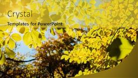  Presentation with green beauty - Slide deck having green-leaves-on-the-branches background and a yellow colored foreground