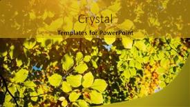  Presentation with green earth - Slides having green-leaves-on-the-branches background and a gold colored foreground