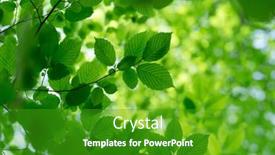  Presentation with green leaves - PPT theme featuring green-leaves-on-the-green background and a shamrock green colored foreground
