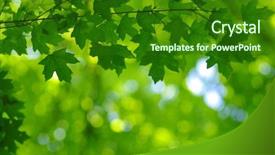  Presentation with spring tree - Slide set enhanced with green leaves on the spring background and a forest green colored foreground