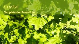  Presentation with chemistry leaves green leaf - Audience pleasing slide set consisting of green leaves on the tree backdrop and a tawny brown colored foreground