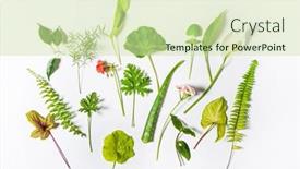  Presentation with green leaves - Presentation theme consisting of green-leaves-on-the-white background and a soft green colored foreground