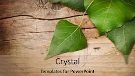  Presentation with green leaves - Beautiful presentation theme featuring green leaves over wood background backdrop and a coral colored foreground