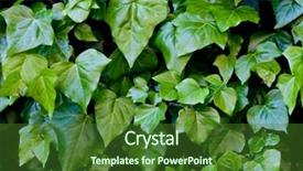  Presentation with green leaves - Audience pleasing presentation design consisting of green leaves pattern background natural backdrop and a  colored foreground