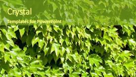  Presentation with chemistry leaves green leaf - Presentation theme featuring green leaves pattern background natural background and a  colored foreground
