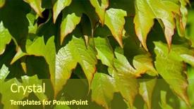  Presentation with green leaves - Audience pleasing PPT theme consisting of green leaves pattern background natural backdrop and a  colored foreground