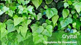  Presentation with green leaves - Presentation consisting of green leaves pattern background natural background and a  colored foreground
