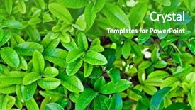  Presentation with green leaves - Beautiful slide deck featuring green leaves pattern background natural backdrop and a  colored foreground