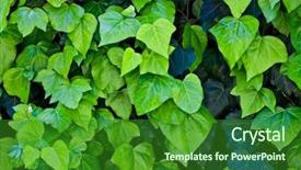  Presentation with chemistry leaves green leaf - Colorful presentation enhanced with green leaves pattern background natural backdrop and a  colored foreground