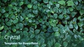  Presentation with green nature - Presentation featuring green-leaves-pattern-background-natural background and a ocean colored foreground