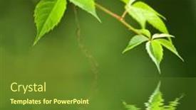  Presentation with green leaves - Amazing presentation theme having green-leaves-reflected-in-rendered backdrop and a tawny brown colored foreground