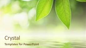 Presentation with water leaf - Slides consisting of leaf reflection - green leaves reflecting in river background and a soft green colored foreground