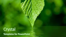  Presentation with reflecting - Cool new presentation theme with green leaves reflecting in water backdrop and a forest green colored foreground