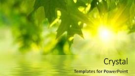  Presentation with water leaf - Presentation design having leaf reflection - green leaves reflecting background and a yellow colored foreground