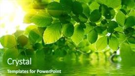  Presentation with water leaf - Beautiful presentation theme featuring leaf reflection - green leaves reflecting backdrop and a forest green colored foreground