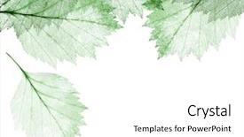  Presentation with dead leaves - PPT theme featuring green leaves skeletons isolated background and a white colored foreground