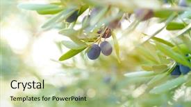  Presentation with olive tree - Beautiful theme featuring green leaves tasty mediterranean vegetables backdrop and a  colored foreground