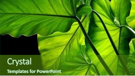  Presentation with green leaf - Presentation theme having green leaves tropical leaf background and a tawny brown colored foreground