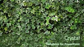 Presentation with green architecture - Colorful slides enhanced with green leaves wall backdrop and a tawny brown colored foreground