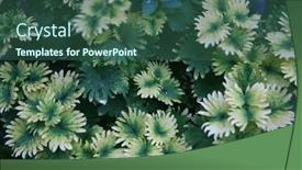  Presentation with beautiful green - PPT theme enhanced with green-leaves-with-a-beautiful background and a ocean colored foreground