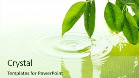  Presentation with water wave - Slide set with green leaves with reflection background and a soft green colored foreground