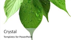  Presentation with green leaf water drops - Cool new presentation theme with green leaves with water droplets backdrop and a white colored foreground