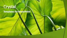  Presentation with green nature - Presentation enhanced with green leaves background and a tawny brown colored foreground