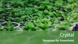  Presentation with green thumb garden - Beautiful PPT theme featuring green life ecology and environment backdrop and a tawny brown colored foreground