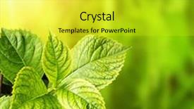  Presentation with hydrangea - Beautiful PPT theme featuring green light leaf - spring background with leaves backdrop and a  colored foreground