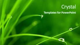  Presentation with green sparkle - Presentation design having green light leaf - water drops on grass background and a forest green colored foreground