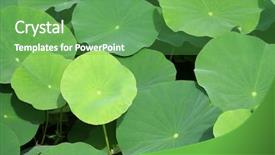  Presentation with lily pad - Colorful slide deck enhanced with green lily pads backdrop and a  colored foreground