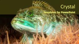  Presentation with bed - Amazing PPT theme having green-lingcod-rests backdrop and a tawny brown colored foreground