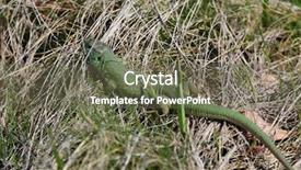  Presentation with green gram - PPT theme enhanced with green lizard in dry grass background and a gray colored foreground