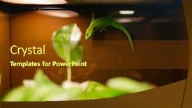  Presentation with pet - Slide deck with green-lizard-in-terrarium-closeup background and a tawny brown colored foreground