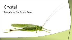  Presentation with locust - Slides having green locust isolated on white background and a white colored foreground