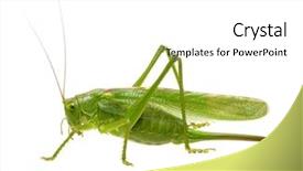  Presentation with locust - PPT theme featuring  background and a  colored foreground