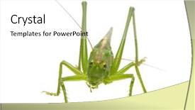  Presentation with locust - PPT theme enhanced with green locust isolated on white background and a white colored foreground