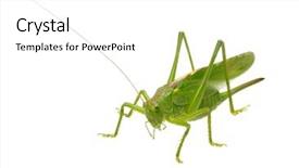  Presentation with locust - Amazing presentation design having green locust isolated on white backdrop and a white colored foreground