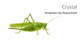  Presentation with locust - PPT layouts consisting of green-locust-isolated-on-white background and a white colored foreground