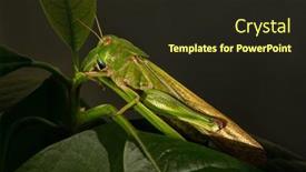  Presentation with locust - Presentation design enhanced with green-locust-sitting background and a wine colored foreground