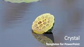  Presentation with seed - Slide set featuring green lotus seed pod with reflection in the pond summer in thailand asia background and a gray colored foreground
