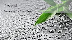  Presentation with lucky bamboo - Audience pleasing slides consisting of green lucky bamboo with dew on the black backdrop and a light gray colored foreground