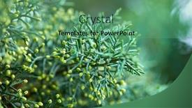  Presentation with olive tree branch ripe - PPT theme with green-lush-branches-of-coniferous background and a seafoam green colored foreground