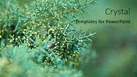  Presentation with olive tree branch ripe - Colorful slide set enhanced with green-lush-branches-of-coniferous backdrop and a seafoam green colored foreground