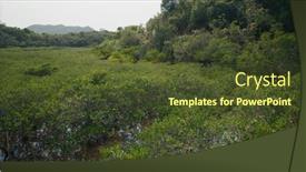  Presentation with mangrove - Slides consisting of green-lush-mangrove-forest background and a  colored foreground
