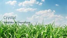  Presentation with maize - Amazing presentation having green maize field and clouds in sky backdrop and a sky blue colored foreground