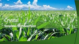  Presentation with maize - Presentation design enhanced with green maize field with dramatic background and a tawny brown colored foreground