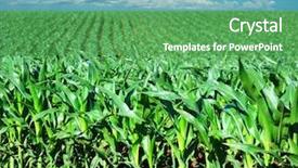  Presentation with maize - Audience pleasing theme consisting of green maize field backdrop and a seafoam green colored foreground