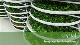  Presentation with fermentation - Amazing PPT theme having green manufacturing - fermentation of tea in factory backdrop and a forest green colored foreground