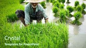  Presentation with green manufacturing - PPT theme having green manufacturing - old farmer working on rice background and a tawny brown colored foreground